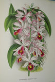 Lindenia Limited Edition Print: Laeliocattleya x Pauli (Fushia, White and Yellow) Orchid Collectible Art (B5)