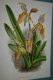 Lindenia Limited Edition Print: Paphiopedilum, Cypripedium Insigne Var Janus, Lady Slipper (Yellow and White) Orchid Collector Art (B4)