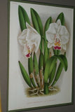 Lindenia Limited edition Print: Sobralia xantholeuca Cattleya Hort Var Alba Hort (White)  Orchid Collectible (B5)