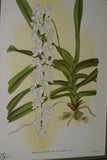 Lindenia Limited edition Print: Aerides Lawrenceae, Vanda Family Orchid (White and Magenta)  Collectible Art (B3)