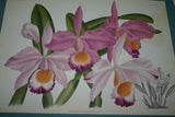 Lindenia Limited Edition Print: Cattleya x Hardyana Var Laversinensis (Pink, Magenta, Yellow and Orange) Orchid Collector Art (B2)