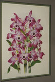 Lindenia Limited Edition Print: Dendrobium Phalaenopsis Fitzgerald Var Lindeniae (White and Mauve) Orchid  Collectible Art (B5)