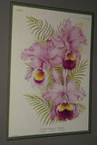 Lindenia Limited Edition Print: Cattleya Trianae Lind Var Excelsior L Lind (White with Magenta and Yellow Center) Orchid Collector Art (B5)