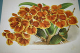 Lindenia Limited Edition Print: Oncidium Lamelligerum (Sienna and Yellow) Orchid Collector Art (B2)