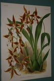 Lindenia Limited Edition Print: Odontoglossum Nevadense (Sienna with White Center) Orchid Collector Art (B1)