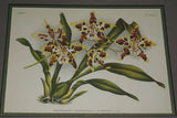 Lindenia Limited Edition Print: Odontoglossum Pescatorei Var Lindenianum (Pink and White) Orchid Collectible (B2)