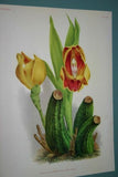 Lindenia Limited Edition Print: Lycaste Macrobulbon Costata (Yellow) Orchid Collectible Art (B2)