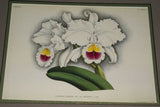 Lindenia Limited Edition Print: Cattleya Mendeli Var Kegeljani (White) Orchid Collector Art (B4)