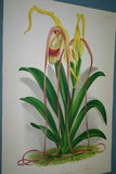 Lindenia Limited Edition Print: Selenipedium x Calurum Nicholson (Magenta) Orchid Collector Art (B2)