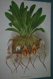 Lindenia Limited Edition Print: Masdevallia Bella (Sienna) Orchid Collectible Art (B2)