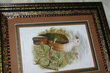 21"X 17” 1948 GOULD  New Ireland Fruit Pigeon  BIRD FOLIO LITHOGRAPH FRAMED IN SIGNED DETAILED ARTIST DETAILED HAND PAINTED FRAME WITH 3 MATS TO ENHANCE THE ART WITHIN GORGEOUS DFPN81 DESIGNER WALL ART DÉCOR