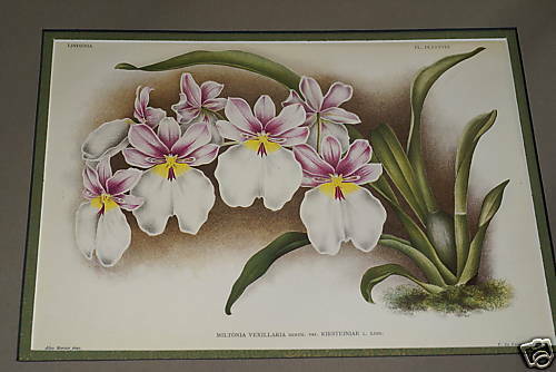 Lindenia Limited Edition Print: Miltonia Vexillaria Benth Var Kirsteiniae L. Lind (White, Magenta and Yellow) Orchid Collector  Art