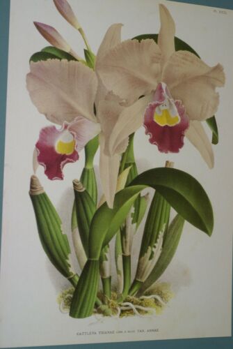 Lindenia Limited Edition Print: Cattleya Trianae Var Annae (Pale Pink with Magenta and Yellow Center) Orchid Collector Art
