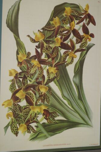 Lindenia Limited Edition Print: Catasetum Rodigasianum Rolfe (Yellow and Sienna) Orchid Collector Art (B2)