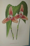 Lindenia Limited Edition Print: Lycaste Deppei Var Praestans (Yellow and Sienna) Orchid Art Collectible (B4)