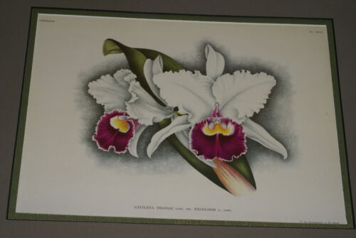Lindenia Limited Edition Print: Cattleya Trianae Lind Var Excelsior L Lind (White with Magenta and Yellow Center) Orchid Collector Art (B5)