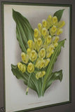 Lindenia Limited Edition Print: Catasetum Macrocarpum Var Lindeni (Yellow and Magenta)  Orchid Collector Art (B3)