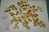 Lindenia Limited Edition Print: Acanthephippium Mantinianum L Lind Et Cogn (Yellow and Red)  Orchid Collector Art (B4)