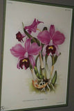 Lindenia Limited Edition Print: Acineta Humboldti Lind Orchid (Yellow and Red) Collectible Art (B5)