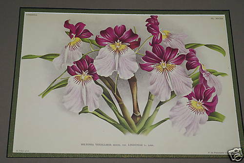 Lindenia Limited Edition Print: Miltonia Vexillaria Benth Var Lindeniae L. Lind (White, Magenta and Yellow) Orchid Collector Art (B5)