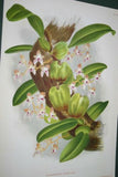 2 Lindenia Orchid Botanical Prints: Limited Edition Eulophiella Elisabethae+ Grammangis Ellisi Art (B3)