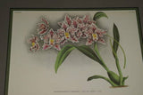 Lindenia Limited Edition Print: Odontoglossum x Wilckeanum Rchb (White, Purple and Yellow) Orchid Collectible Decor (B5)
