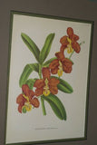 Lindenia Limited Edition Print: (White) Orchid Vanda Teres Lindl Var Candida Rchb Collector (B5)