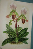 Lindenia Limited Edition Print: Paphiopedilum, Cypripedium Exul O Brien Var Imschootianum, Lady Slipper (Yellow and White) Orchid Collector Art (B3)