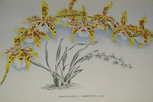 Limited Edition LINDENIA : Odontoglossum x Chromaticum (Bicolor: Yellow and Red) Orchid Collectible Wall Art (B5)