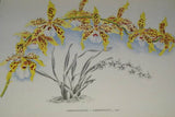 Limited Edition LINDENIA : Odontoglossum x Chromaticum (Bicolor: Yellow and Red) Orchid Collectible Wall Art (B5)