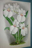 Lindenia Limited Edition: Miltonia Vexillaria Benth Var Virginalis (White) Orchid Print Decor (B3)