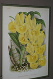 Lindenia Limited Edition Print: Catasetum Macrocarpum Var Chrysanthum (Yellow) Orchid AOS Collector Art (B2)