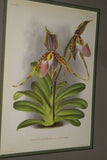 Lindenia Limited Edition Print: Selenipedium x Calurum Nicholson (Magenta) Orchid Collector Art (B2)