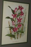 Lindenia  Limited Edition Print: Dendrobium Purpureum Candidulum (White) Orchid Collector Art (B1)