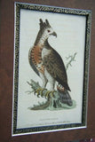 19th Century Partridge ANTIQUE AUTHENTIC 1897 ORIGINAL PRINT from LLOYD'S NATURAL HISTORY BY BOWDLER SHARPE EDWARD LLOYD LIMITED, MATTED AND FRAMED PROFESSIONALLY IN UNIQUE HAND PAINTED FRAME SIGNED BY ARTIST.