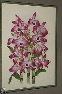 Lindenia Limited Edition Print: Dendrobium Nobile Var Jaspideum (Magenta) Orchid Collector Art (B5)