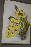 Lindenia Limited Edition Print: Oncidium Macranthum (Yellow and Sienna) Orchid Club Society Collectible (B1)