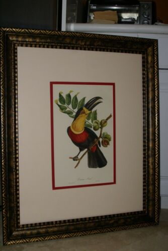 VERY RARE & FRAMED Descourtilz Limited Edition Original 1960 Folio Lithograph of TOUCAN (DES8) Framed Professionally in Very Large Hand-painted Frame 33