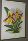 Lindenia Limited Edition Print: Paphiopedilum, Cypripedium Microchilum, Lady Slipper (White) Orchid Collector Art (B1)