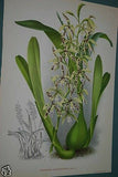 Lindenia Limited Edition Print: Epidendrum Paniculatum (Fushia and White) Orchid Collectible Art (B1)