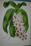 Lindenia Limited Edition Print: Aerides Fieldingi Vanda Family (Pink and White) Orchid Collector Art (B1)