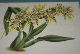 Lindenia Limited Edition Print: Odontoglossum x Adrianae Var Leopardinum (White, Yellow and Magenta)  Orchid Art (B5)