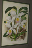 Lindenia Limited Edition Print: Laelia Purpurata (White with Magenta Center) Orchid Collector Art (B2)