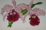 Lindenia Limited Edition Print: Cattleya Trianae Var Mme Martin-Cahuzac Orchid (White and Magenta) Art (B2)