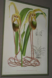 Lindenia Limited Edition Print: Paphiopedilum Cypripedium Praestans Var Kimballianum, Lady Slipper (Multi-color) Orchid Collector Art (B2)