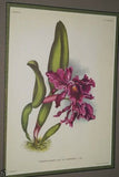 Lindenia Limited Edition Print: Cleisostoma Guiberti (White with Speckled Magenta) Orchid Collectible Art Flora (B1)