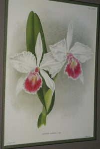 Lindenia Limited Edition Print: Cattleya Aliciae L Lind (White and Fushia) Orchid Collector Art (B4)