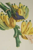 1960 VERY RARE Descourtilz Limited Edition Original Folio Lithograph Brazilian Bird Plate 35 Archbishop Tanager or Tachyphone Archeveque in Banana Tree