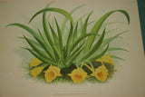 Lindenia Limited Edition Print: Acanthephippium Mantinianum L Lind Et Cogn (Yellow and Red)  Orchid Collector Art (B4)