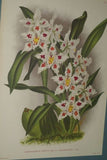 Lindenia Limited Edition Print: Odontoglossum Warocqueanum (White, Speckled Red with Yellow Center) Orchid Collector Art (B2)